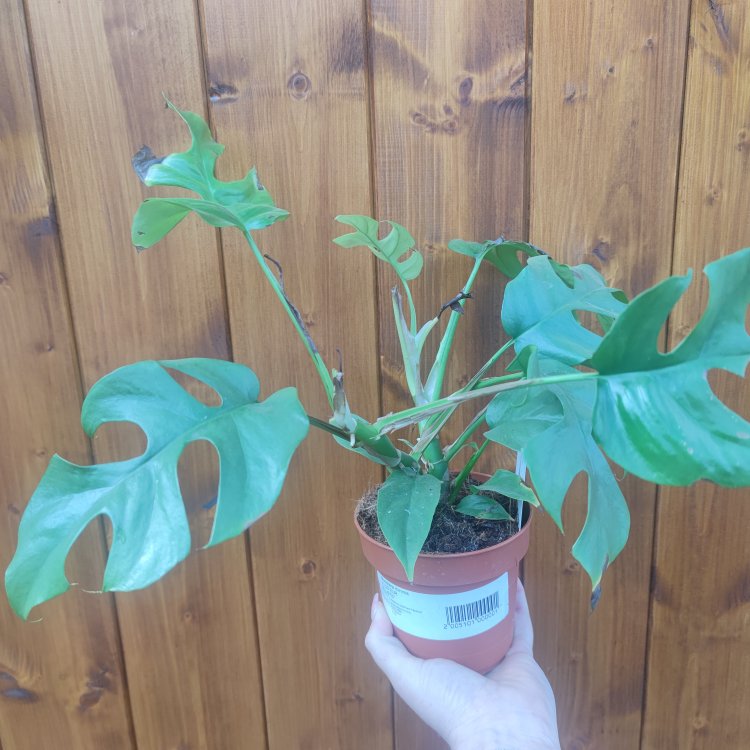  Monstera Minima (Rhaphidophora tetrasperma) - výška 20-35 cm, kont. C1,5L